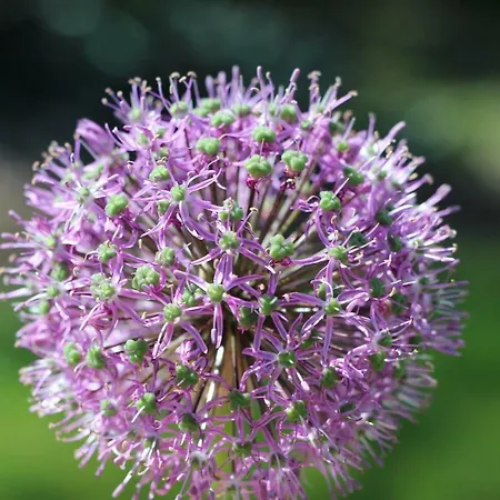 4* L'oree Des Fleurs Grezille